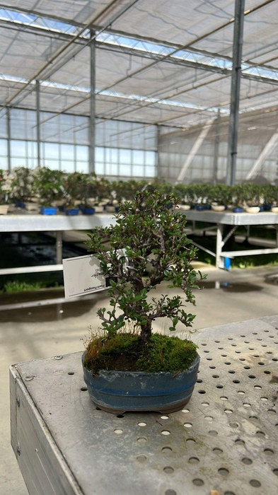 <h4>Cotoneaster horizontalis, 10cm.</h4>