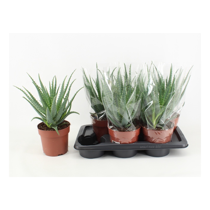 <h4>Aloe Arborescens (Cites) 17Ø 40cm</h4>