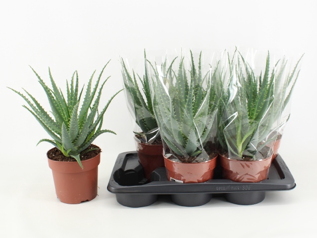 <h4>ALOE ARBORESCENS</h4>