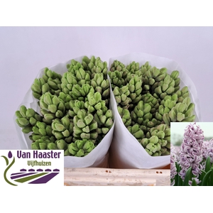 HYAC SPLEND CORNELIA