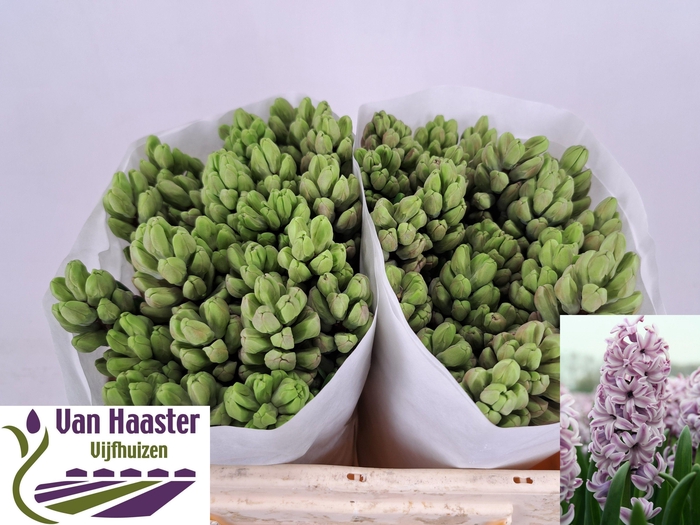 <h4>HYAC SPLEND CORNELIA</h4>