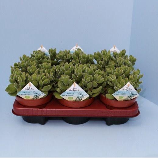 <h4>Bio Cotyledon tomentosa subsp.ladysmithiensis 615-COTY13</h4>
