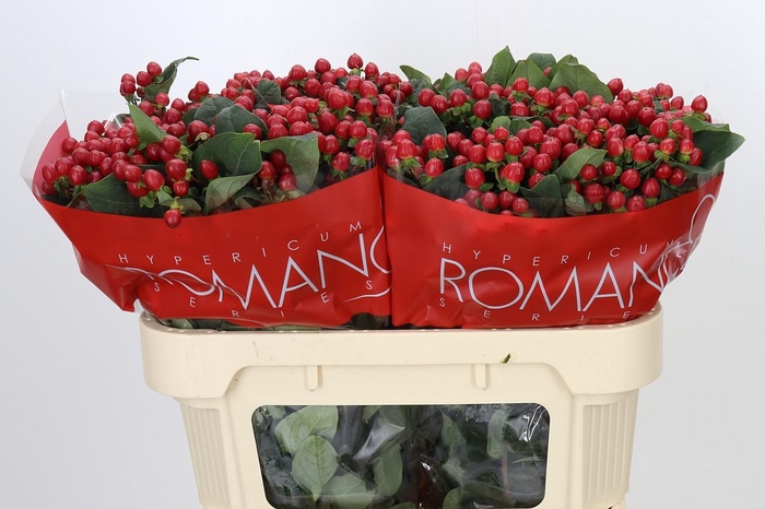 <h4>Hypericum True Romance</h4>