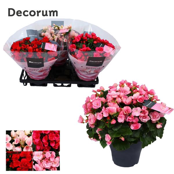 <h4>Begonia Betulia Mix in Floratino Tray</h4>