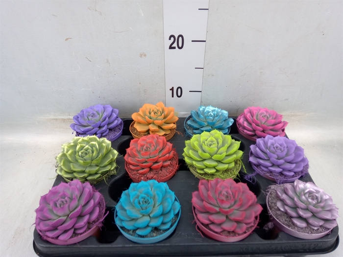 <h4>Echeveria  'Miranda'</h4>