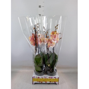 Phalaenopsis   ...orange