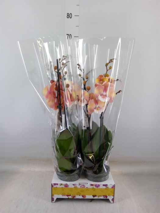 <h4>Phalaenopsis   ...orange</h4>