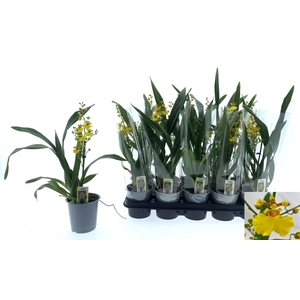 ONCIDIUM OV