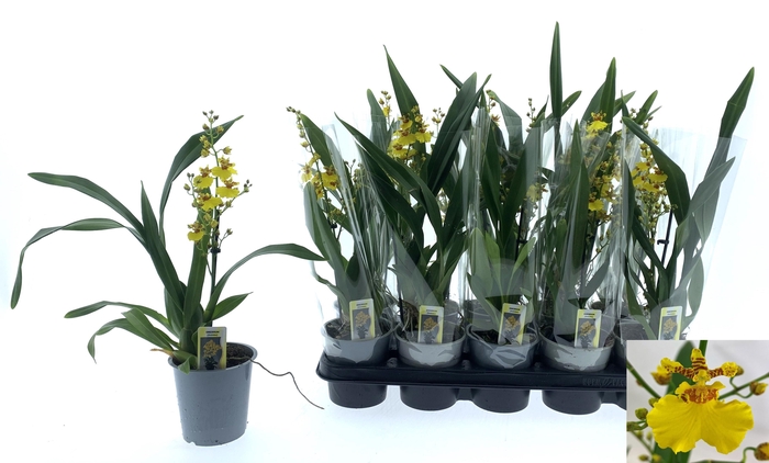 <h4>ONCIDIUM OV</h4>
