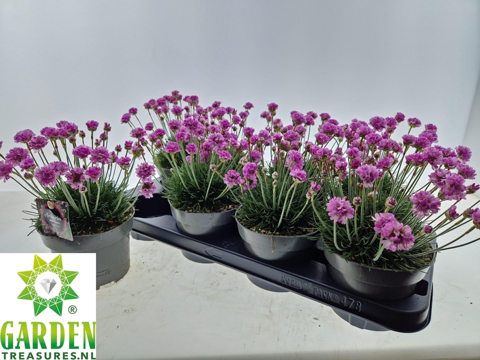 <h4>ARMERIA MARITIMA</h4>