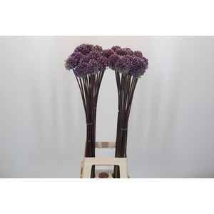 Allium Summer Drummer