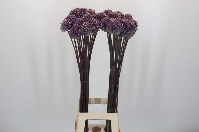 Allium Summer Drummer