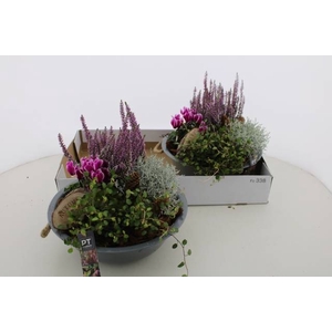ARR TUINPLANTEN