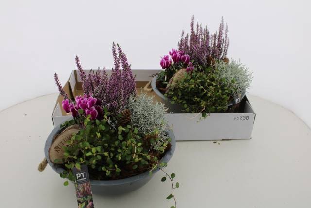 <h4>ARR TUINPLANTEN</h4>