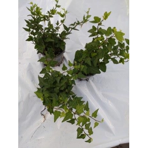 HEDERA HELIX P11 GROEN