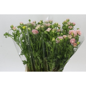 Ranunculus Magical Mascarpone