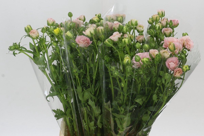 <h4>Ranunculus Magical Mascarpone</h4>