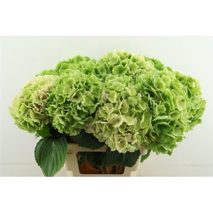 Hydr M Cl. Verena Green 60-22