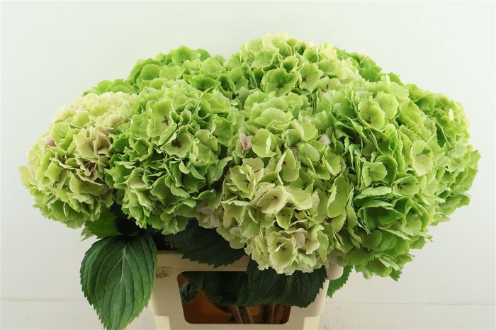 <h4>Hydr M Cl. Verena Green 60-22</h4>