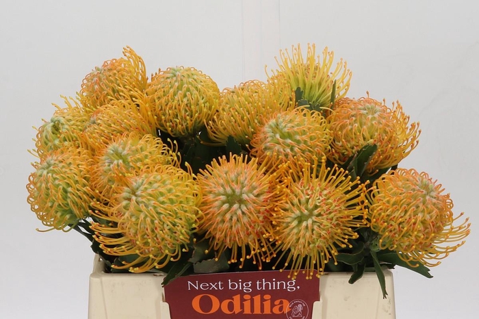 <h4>Nutans Soleil</h4>