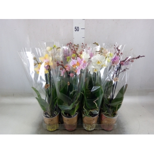 Phalaenopsis   ...mix