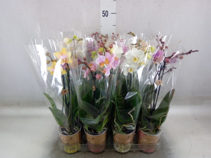 <h4>Phalaenopsis   ...mix</h4>