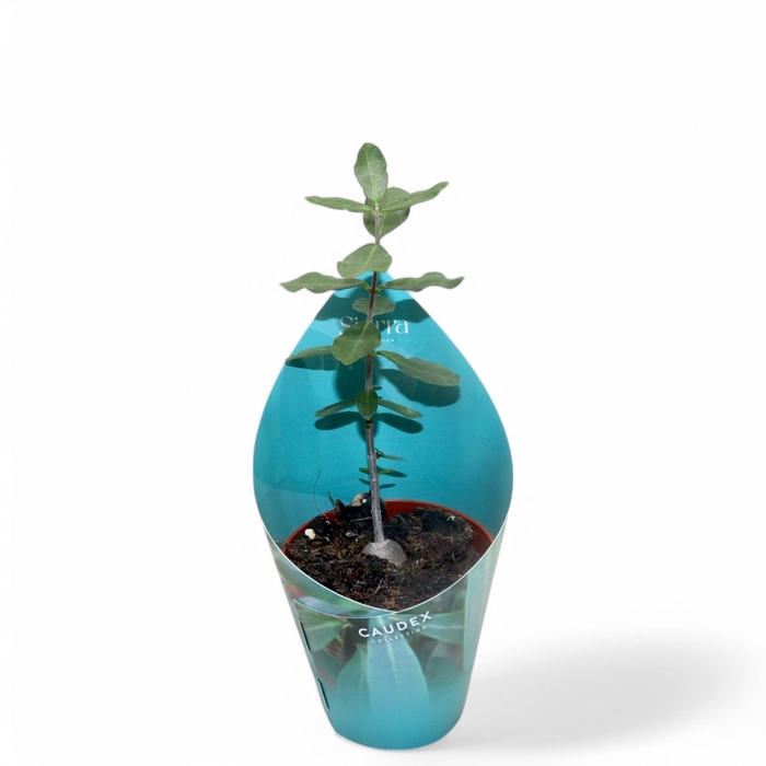 <h4>Fockea Edula + Potcover</h4>