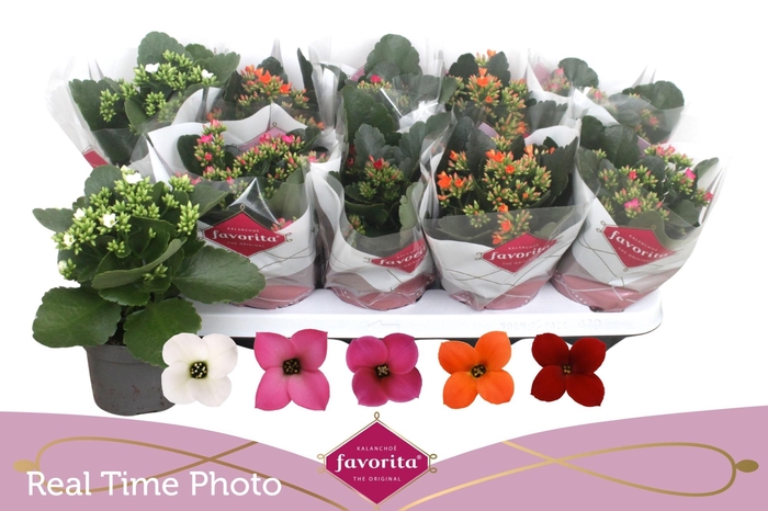 <h4>KAL EN GEM 5 KL</h4>