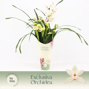 Cymbidium, Lucky Kate 4-spike 'Exclusiva Orchidea' Potcover