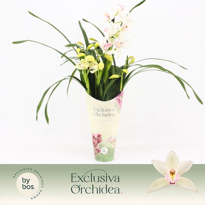 <h4>Cymbidium, Lucky Kate 4-spike 'Exclusiva Orchidea' Potcover</h4>