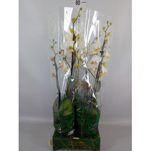 Phalaenopsis   ...white