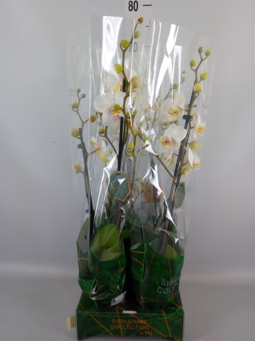 <h4>Phalaenopsis   ...white</h4>