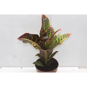CROTON HIBRIDO PETRA P17