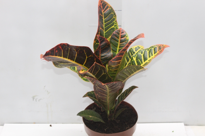 <h4>CROTON HIBRIDO PETRA P17</h4>