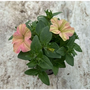 Petunia Tea Flamingo