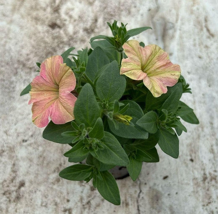 <h4>Petunia Tea Flamingo</h4>