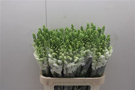 <h4>Antir Poto White</h4>