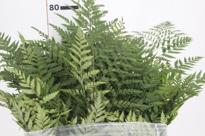 <h4>FOLHAGEM AVENCAO EXPORTACAO</h4>