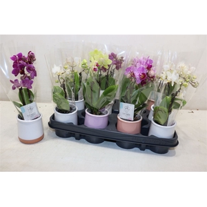 arr8 Phal Mini In Mix Keramiek