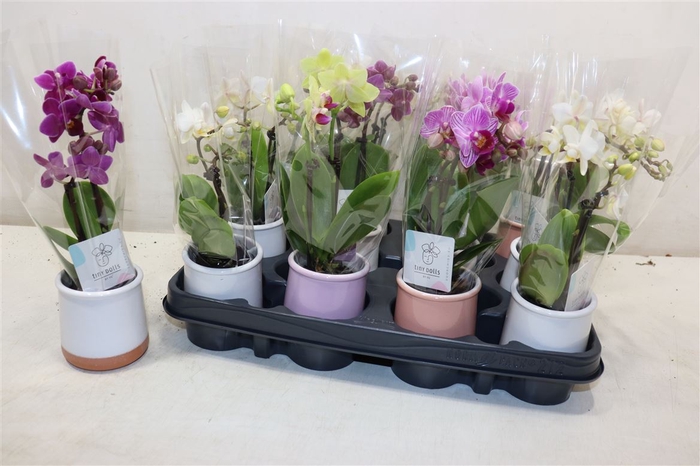 <h4>Phal Mini In Mix Keramiek</h4>