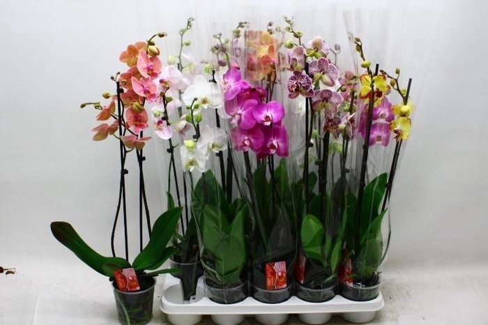 <h4>PHAL GEM 7 KL</h4>