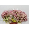 Blushing Bride Pink 6/9 Flowers