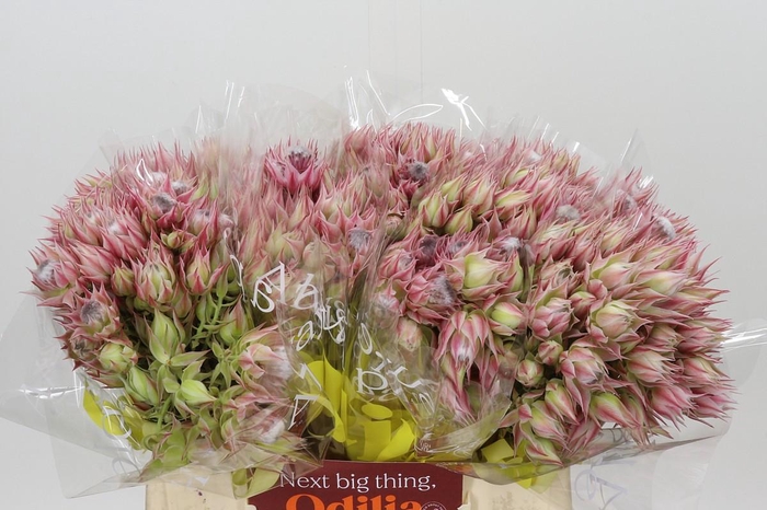 <h4>Blushing Bride Pink 6/9 Flowers</h4>