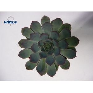 Echeveria Pulidonis Grey Cutflower Wincx-10cm