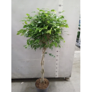 Ficus binn. 'Amstel King'