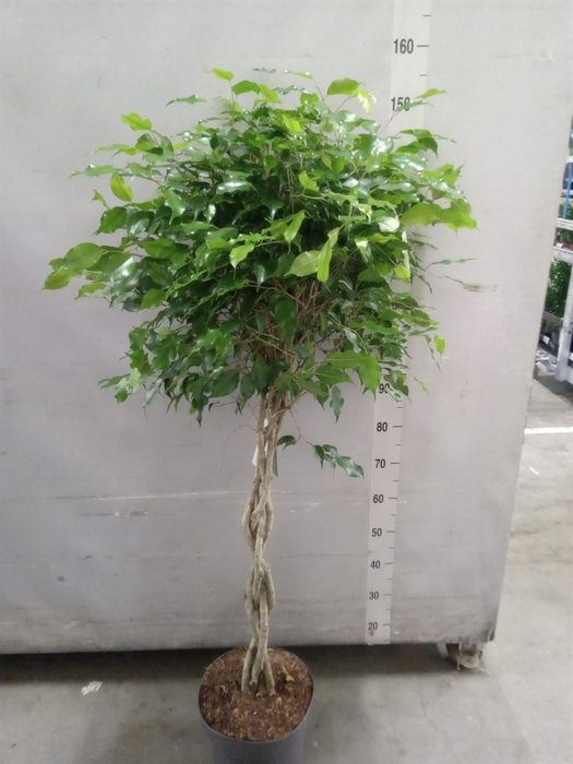 <h4>Ficus binn. 'Amstel King'</h4>