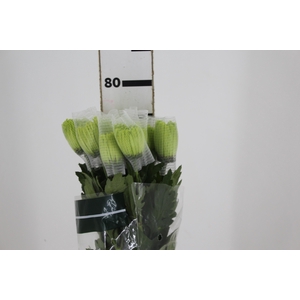 ANASTASIA DARK GREEN 080 CM VERDE