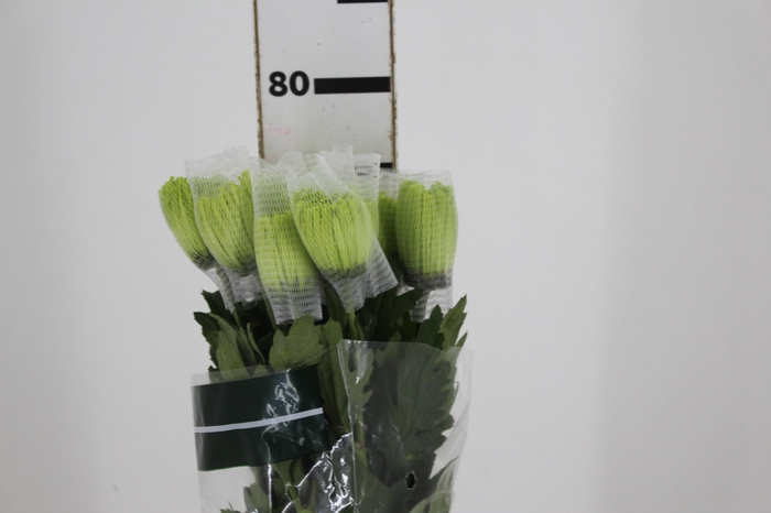<h4>ANASTASIA DARK GREEN 080 CM VERDE</h4>