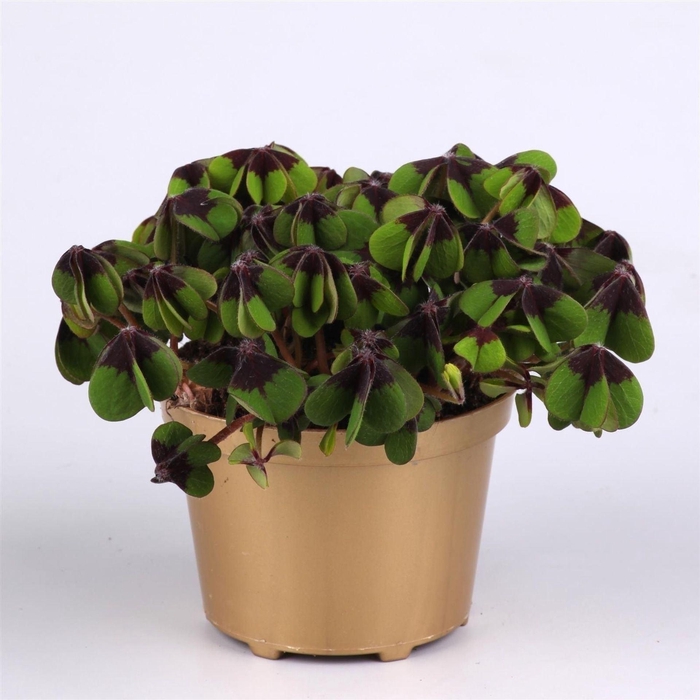 <h4>Oxalis deppei</h4>