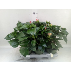 Hibiscus rosa-sin.   ...mix